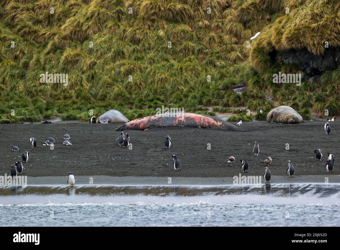 Gentoo-Pinguine und Elefantenrobben, Cooper Bay, Südgeorgien, Sonntag, 26. November, 2023. Foto: David Rowland / One-Image.com Stockfoto