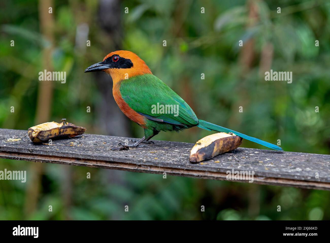 Breitschnabel-Motmot (Electron platyrhynchum platyrhynchum) am Feeder mit Bananen, Mindo-Nebelwald, Ecuador. Stockfoto