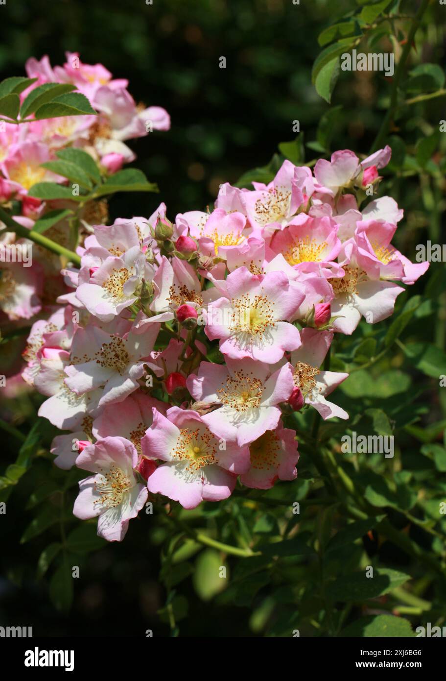 Wanderrose „Kew Rambler“, Rosa „Kew Rambler“, Rosaceae. UK. Große, kräftige Wanderungen stiegen etwa 5 m hoch, mit steifen, aber biegsamen, stacheligen Stielen. Stockfoto