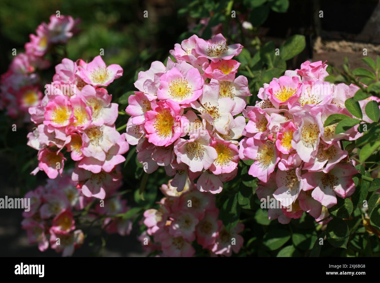 Wanderrose „Kew Rambler“, Rosa „Kew Rambler“, Rosaceae. UK. Große, kräftige Wanderungen stiegen etwa 5 m hoch, mit steifen, aber biegsamen, stacheligen Stielen. Stockfoto