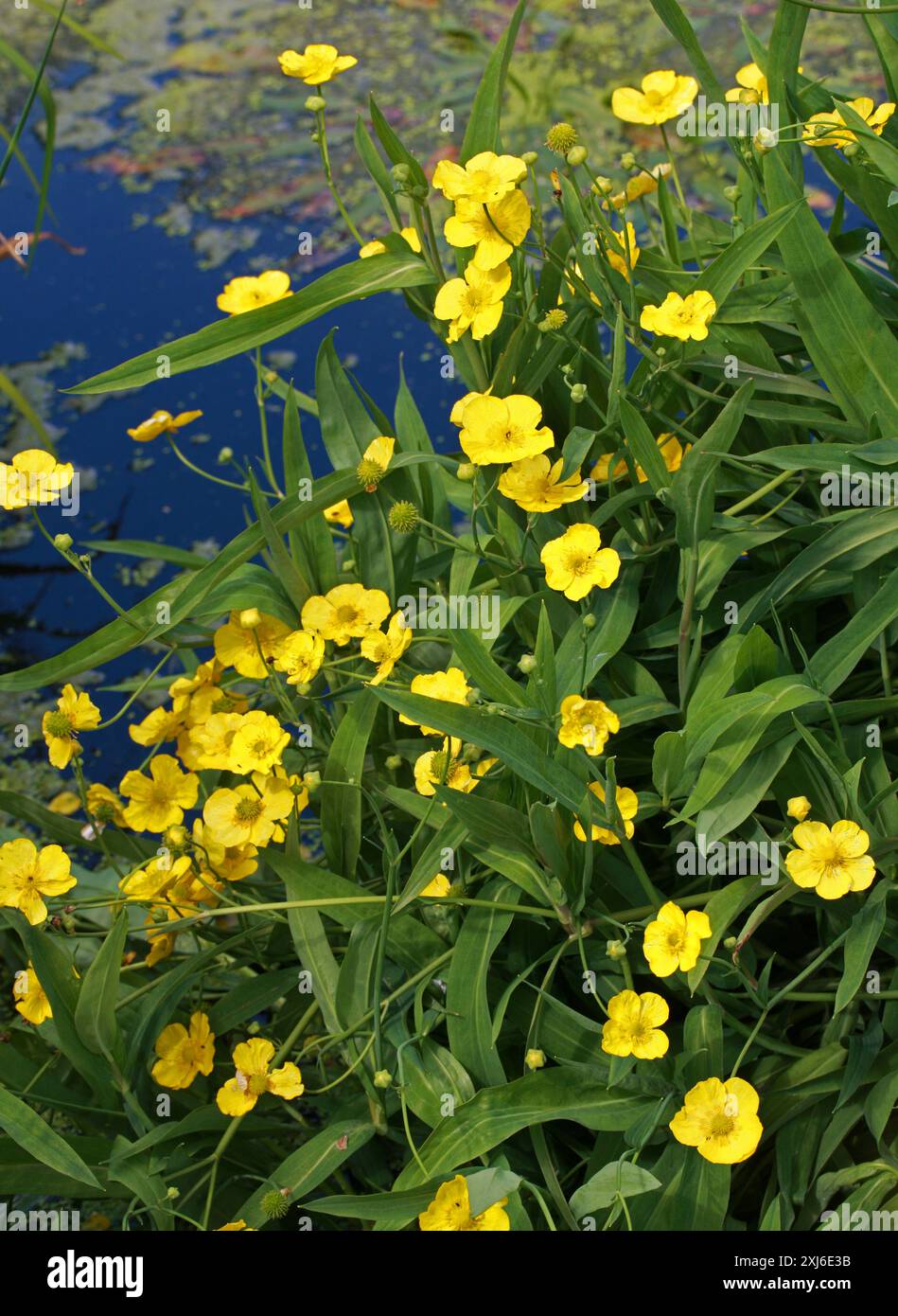 Großspearkraut, Großspearkraut, Zungenblättriger Krähenfuß oder WasserButterblume, Ranunkulus lingua, Ranunkulaceae. Europa, Sibirien, westlicher Himalaya. Stockfoto