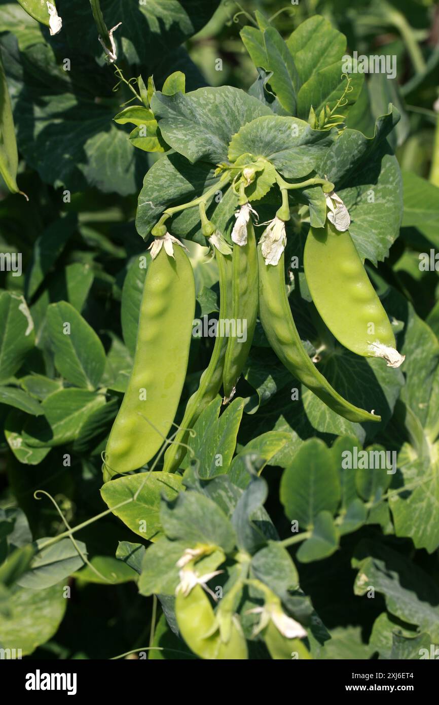 Erbsenschoten, Lathyrus oleraceus syn. Pisum sativum, Fabaceae. UK. Erbse (lateinisch pisum) ist eine Pulse-, Gemüse- oder Futterpflanze. Stockfoto