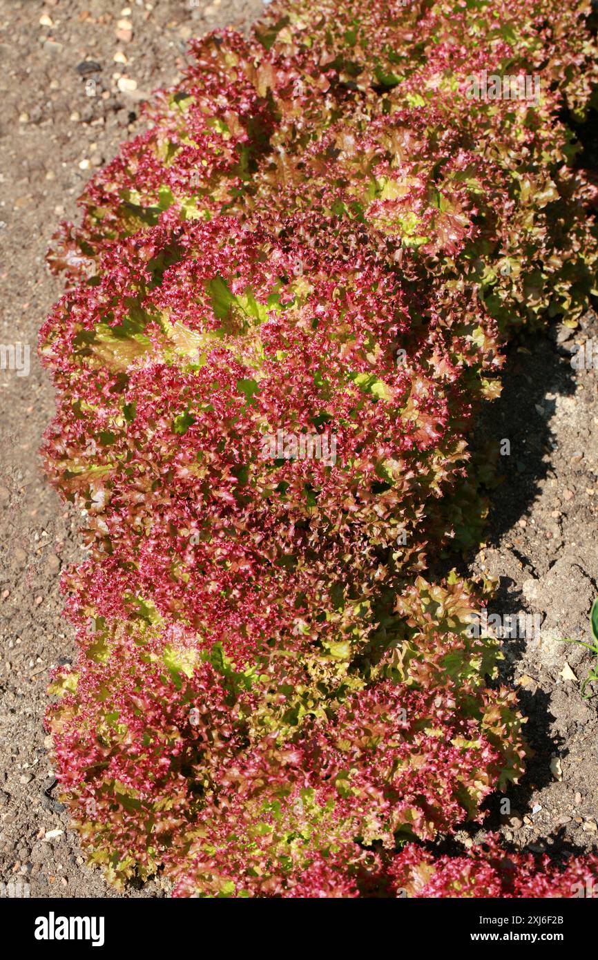 Salatpflanzen 'Red Lollo Rosso', Lactuca sativa, Asteraceae. Wächst in Folge auf einer Kleingartenanlage, Großbritannien. Stockfoto