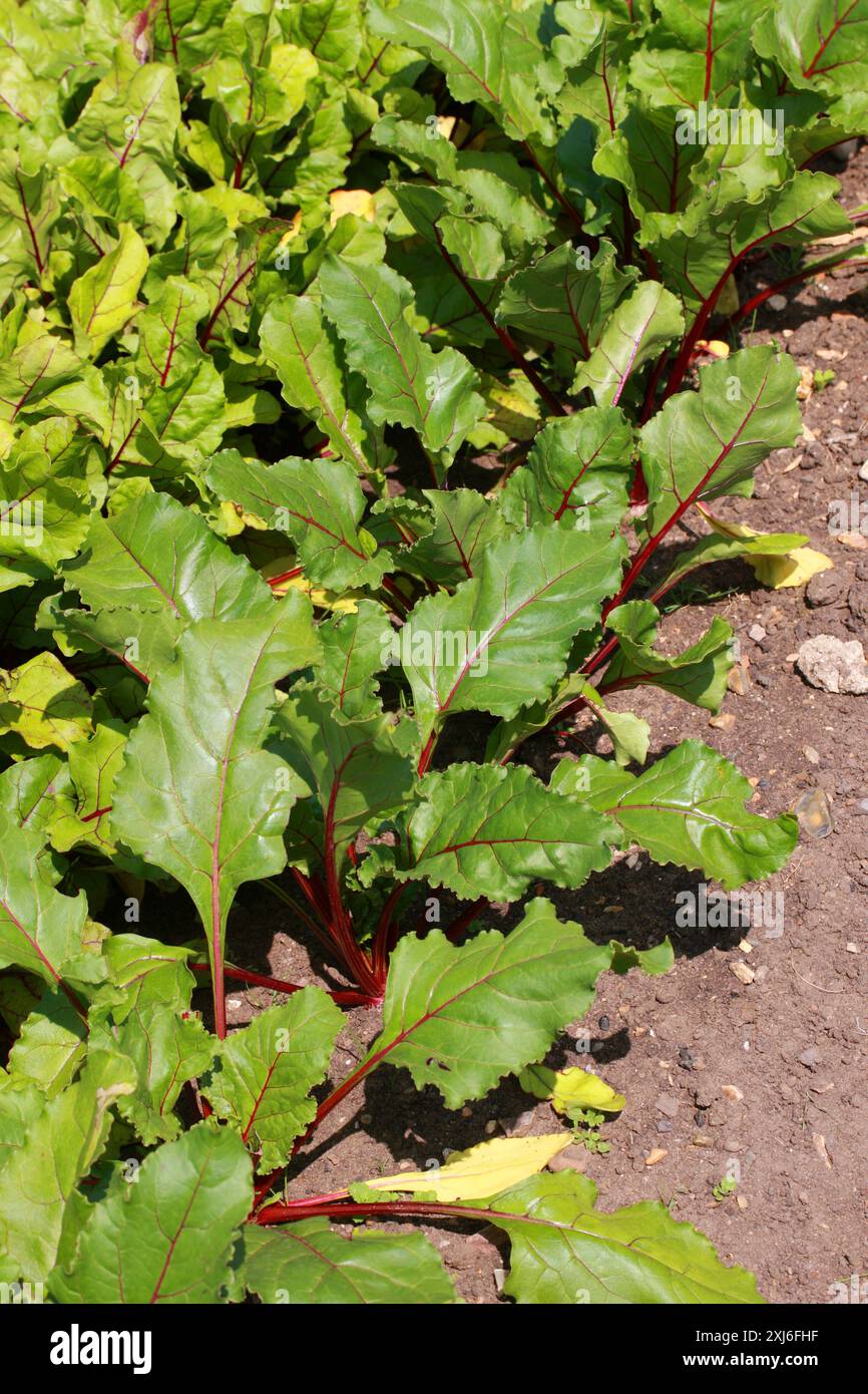 Eine Reihe von Rote-Beete-Pflanzen, Beta vulgaris subsp. Vulgaris, Amaranthaceae. UK. Es ist eine von mehreren kultivierten Sorten der Beta vulgaris. Stockfoto