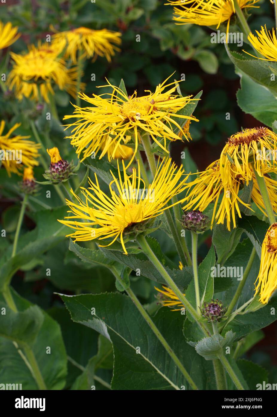 Riese Fleabane Hybrid, Inula magnifica x racemosa „Sonnenstrahl“, Asteraceae. Inula magna, der Riese fleabane, ist eine blühende Pflanzenart in Stockfoto