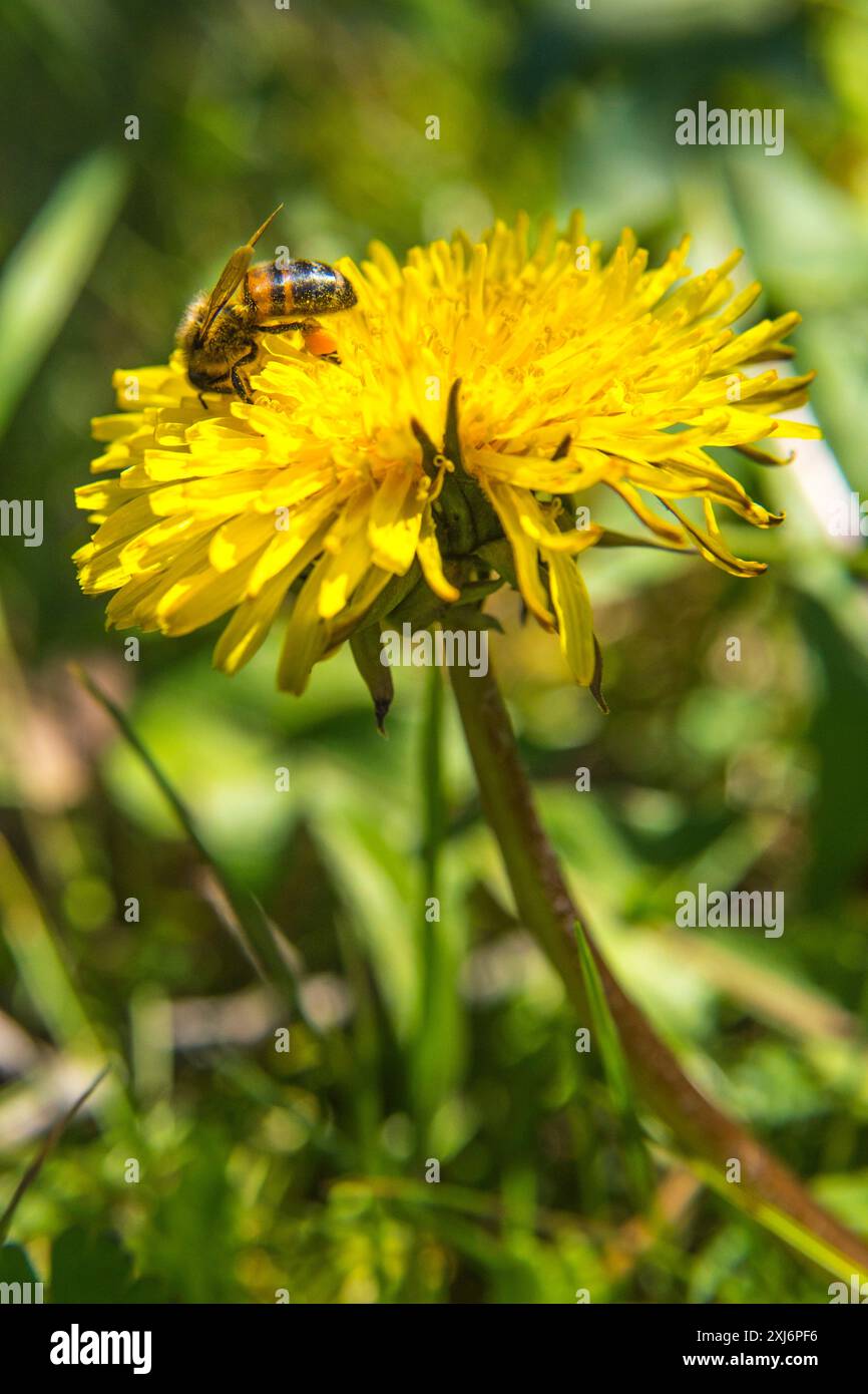 Biene auf einem Löwenzahn Stockfoto