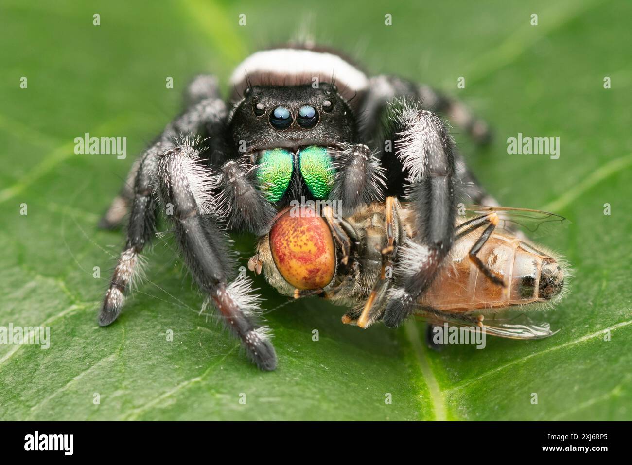 Nahaufnahme einer springenden Spinne, die auf einem Blatt sitzt und eine Fliege isst, Indonesien Stockfoto