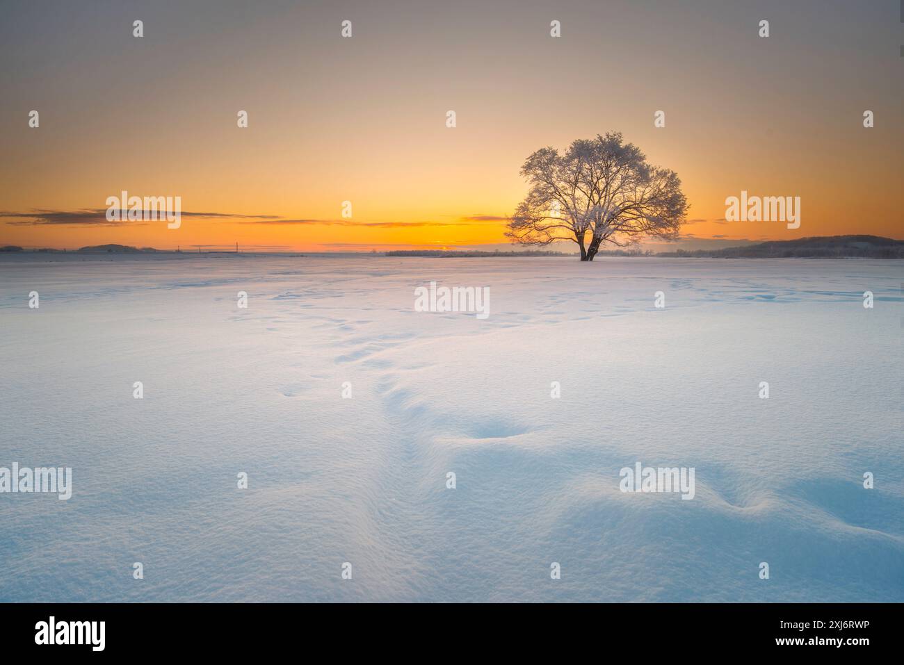 Einsamer Baum in einer verschneiten Winterlandschaft bei Sonnenaufgang, Hokkaido, Japan Stockfoto