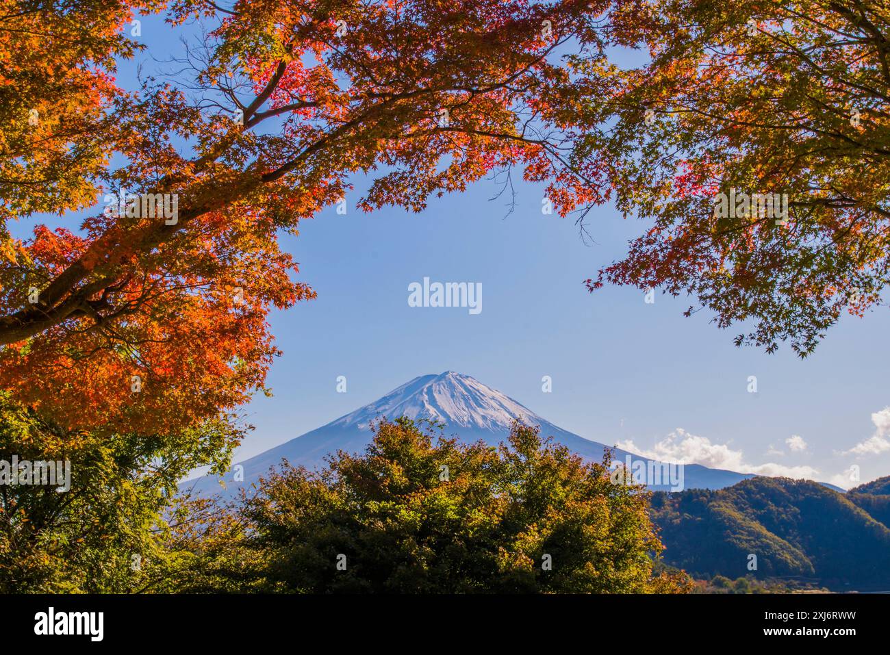 Blick durch die Herbstblätter des Fuji vom Kawaguchi-See, Fujikawaguchiko, Präfektur Yamanashi, Japan Stockfoto