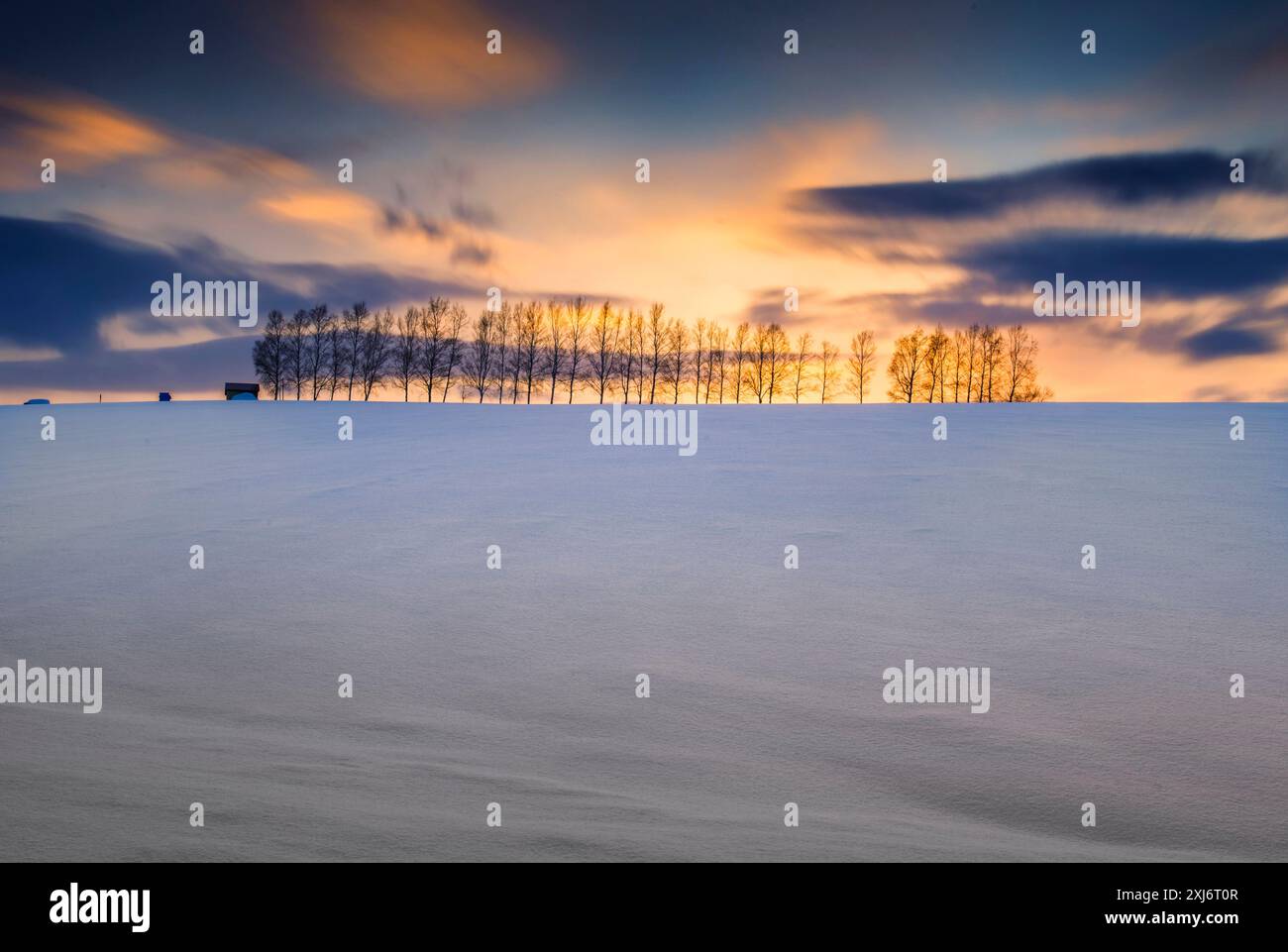 Bäume in ländlicher verschneiten Winterlandschaft, Biei, Hokkaido, Japan Stockfoto