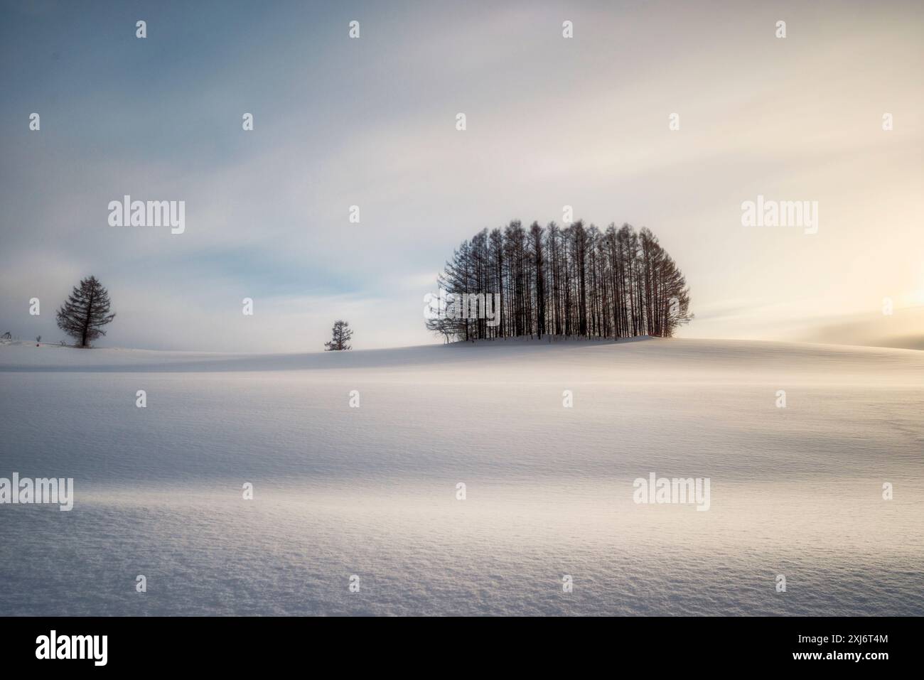 Lärchen auf dem milden Seven Hill in der Nähe des Dorfes Biei im Winterschnee bei Sonnenaufgang, Hokkaido, Japan Stockfoto