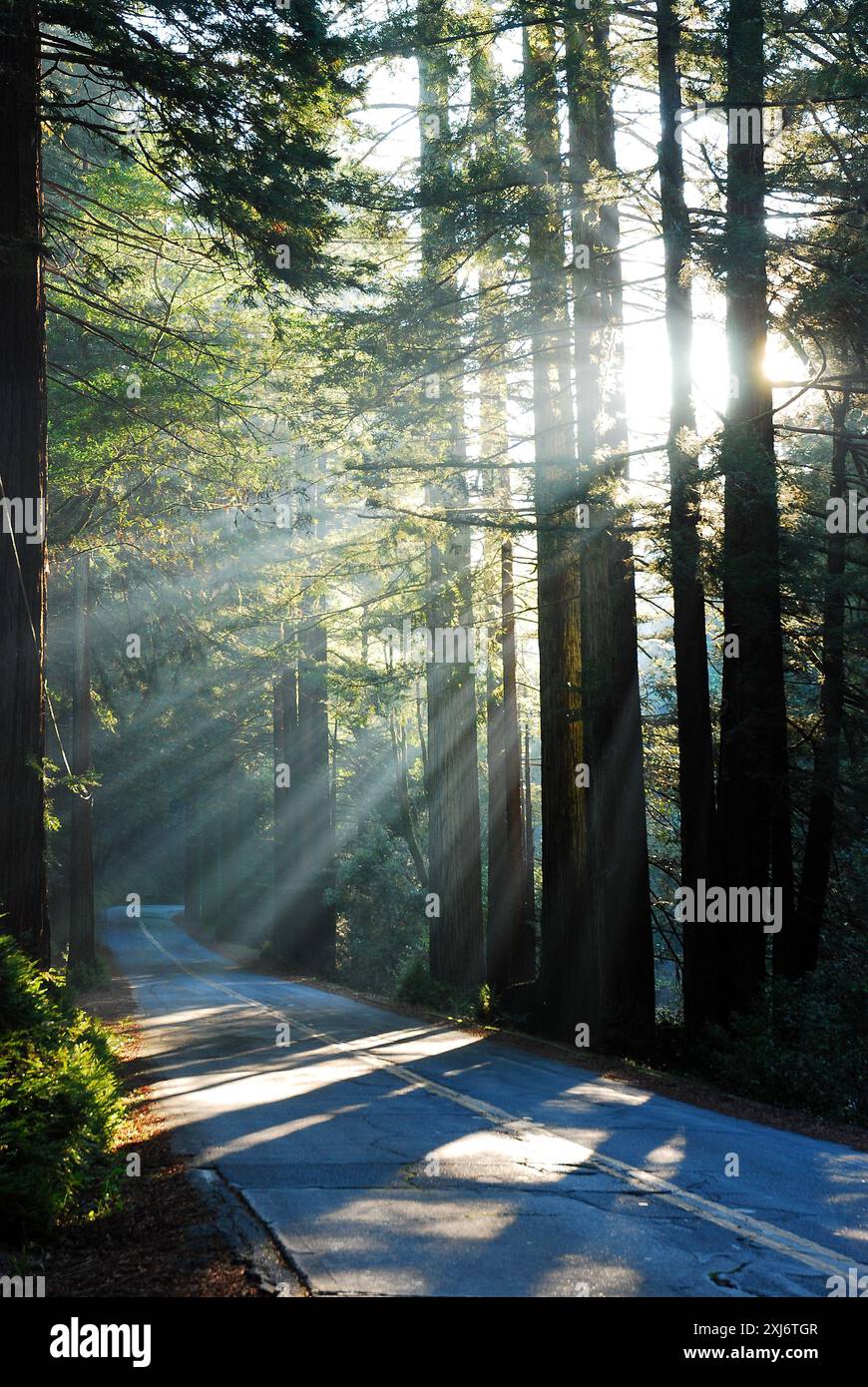 Himmlische Lichtstrahlen strahlen strahlen durch einen dichten Mammutbaumwald auf die Straße Stockfoto