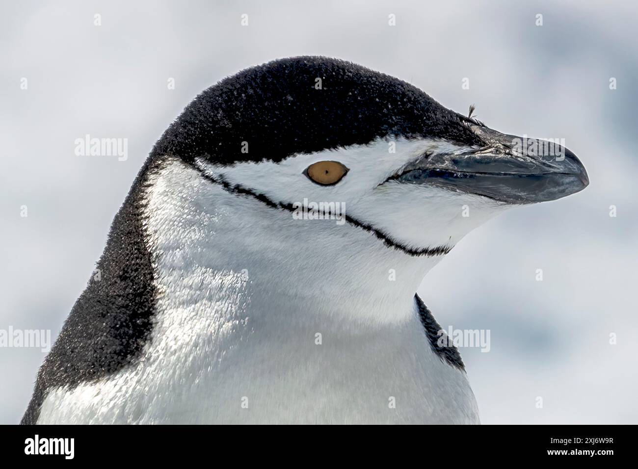 Chinstrap Pinguin, Hydrurga Rocks, Antarktis, Dienstag, 21. November, 2023. Foto: David Rowland / One-Image.com Stockfoto