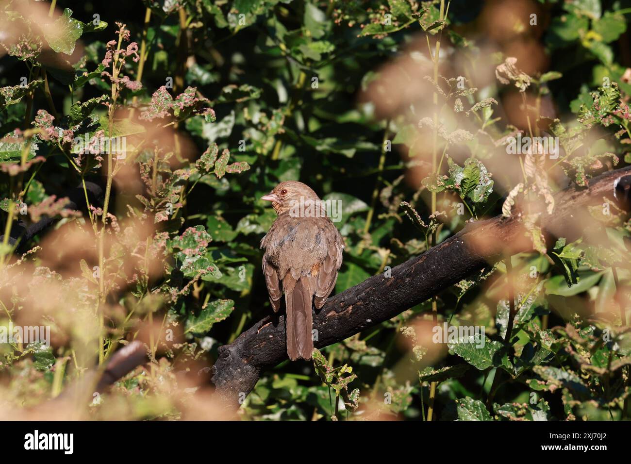 Umwelt & Wald California Towhee: Gewöhnliche, aber unauffällige Vögel in den Tehachapi Mountains einer der allgegenwärtigen Vögel in den Randgebieten von Tehachapi ist auch einer, den Sie häufiger hören als sehen: Die California Towhee. Es ist schwer, einen guten Blick auf diese graubraunen Vögel mit ihrer gedämpften Farbe zu bekommen, da sie selten offen an einem prominenten Ort sitzen. California Towhees Melozone crissalis sind eine Art großer Spatzen, die am meisten in Chaparral und Gebieten mit vielen Sträuchern und Bäumen zu Hause sind. Wenn Sie auf einer ruhigen Straße spazieren gehen oder auf einem Wanderweg wandern, ist California Tow Stockfoto