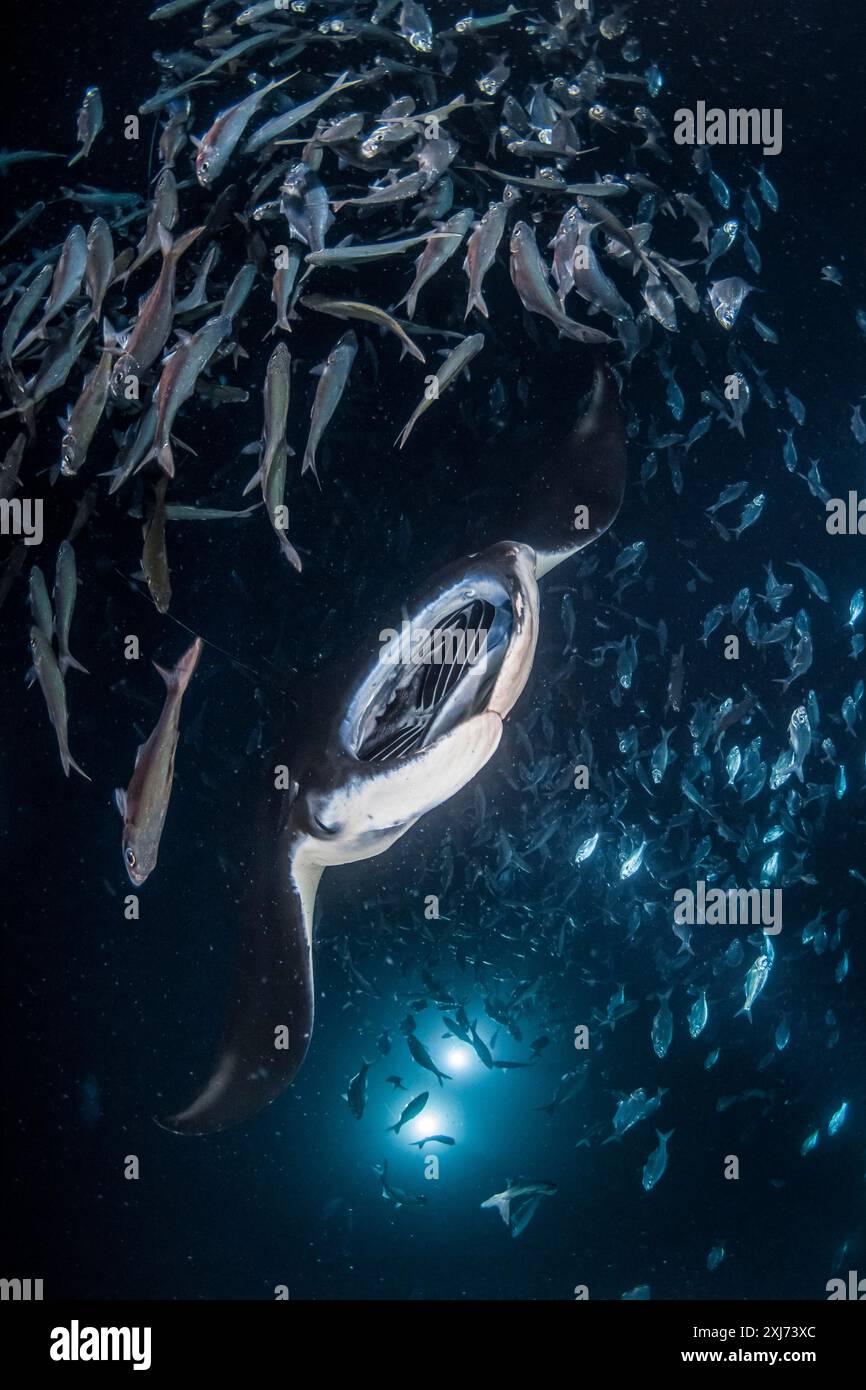 Riffmantas oder Mantas an der Küste, Mobula alfredi, Fressen mit hawaiianischem Fahnenschwanz, Kuhlia sandvicensis, nachts, sammelte sich trickendes Plankton Stockfoto