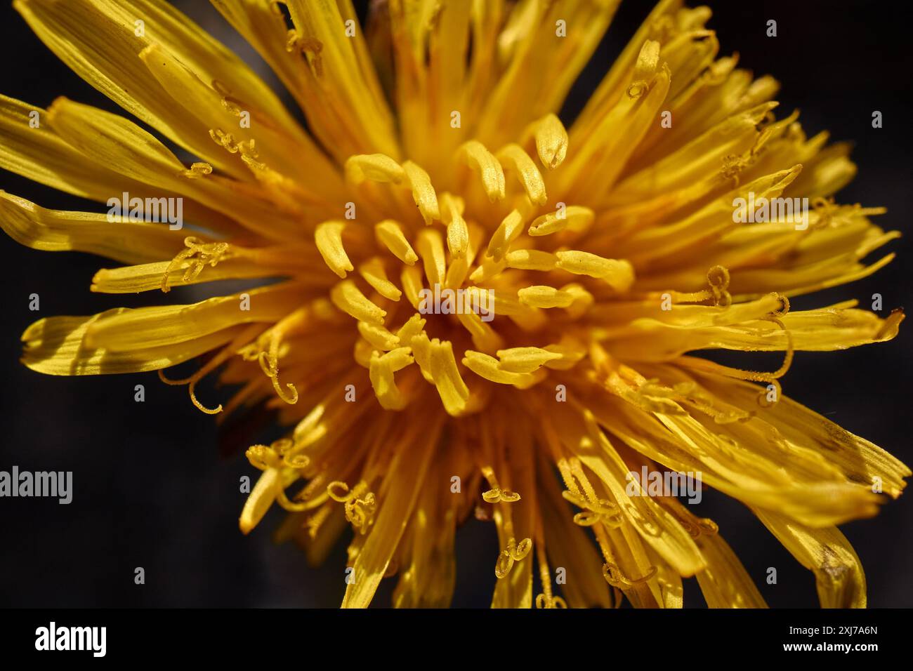 Nahaufnahme der Blütenblätter einer Blume. Stockfoto