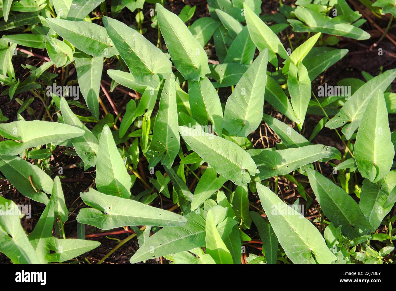 Ipomoea aquatica oder Wasserspinat und oft auch Grünkohl oder Kangkung genannt, ist ein sehr beliebtes Gemüse Stockfoto