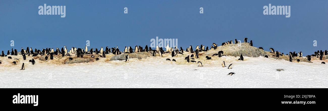 Chinstrap Pinguin Colony, Cierva Cove, San Martín Land, Antarktische Halbinsel, Dienstag, November 2023. Foto: David Rowland / One-Image.com Stockfoto