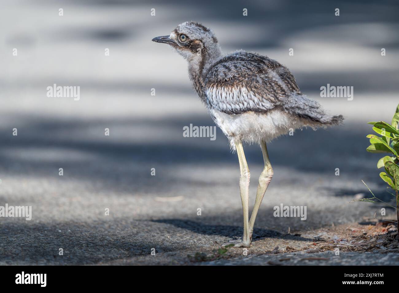 Ein junges Bush Stone Curlew, perfekt still und aufmerksam, auf der Suche nach Gefahren auf einem Pfad am Main Beach an der Gold Coast in Australien. Stockfoto