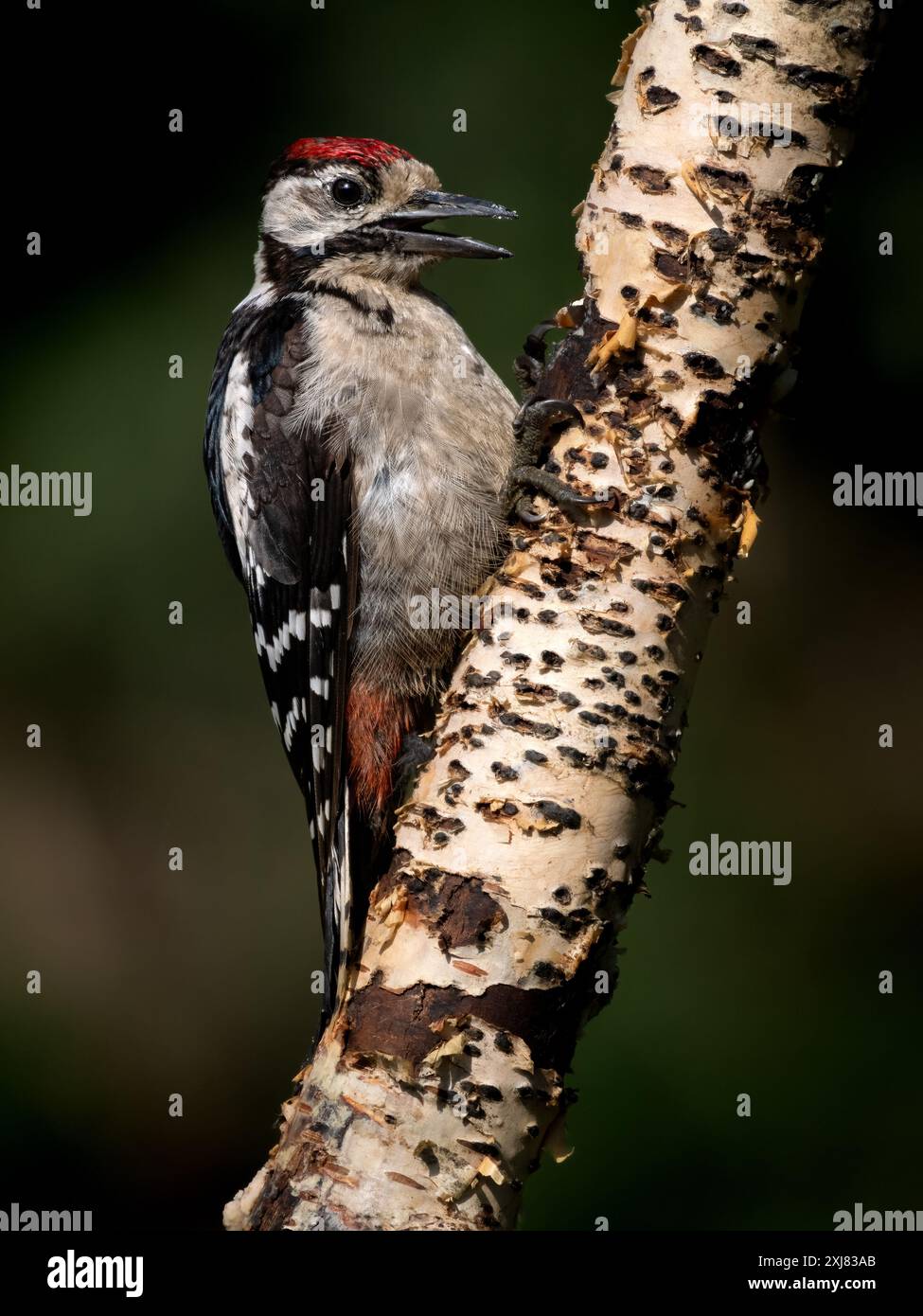 Junger Spechte auf Silberbirke Stockfoto