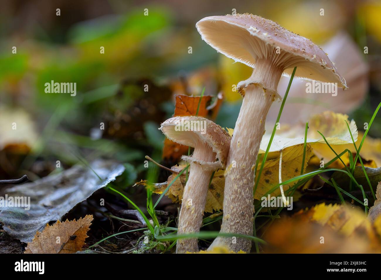 Zwei Pilze (Lepiota?) Zusammen wachsen in einem Herbstwald mit Gras und verwelkten Blättern Stockfoto