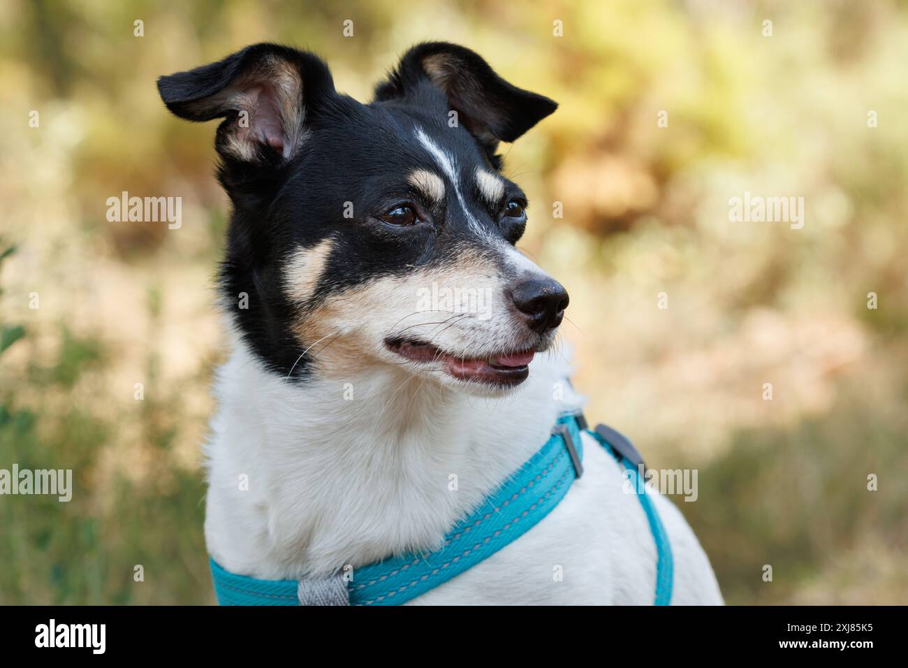 Porträt eines weiblichen Bodeguero-Bussardhundes mit verlorenem Blick, Alcoy, Spanien Stockfoto