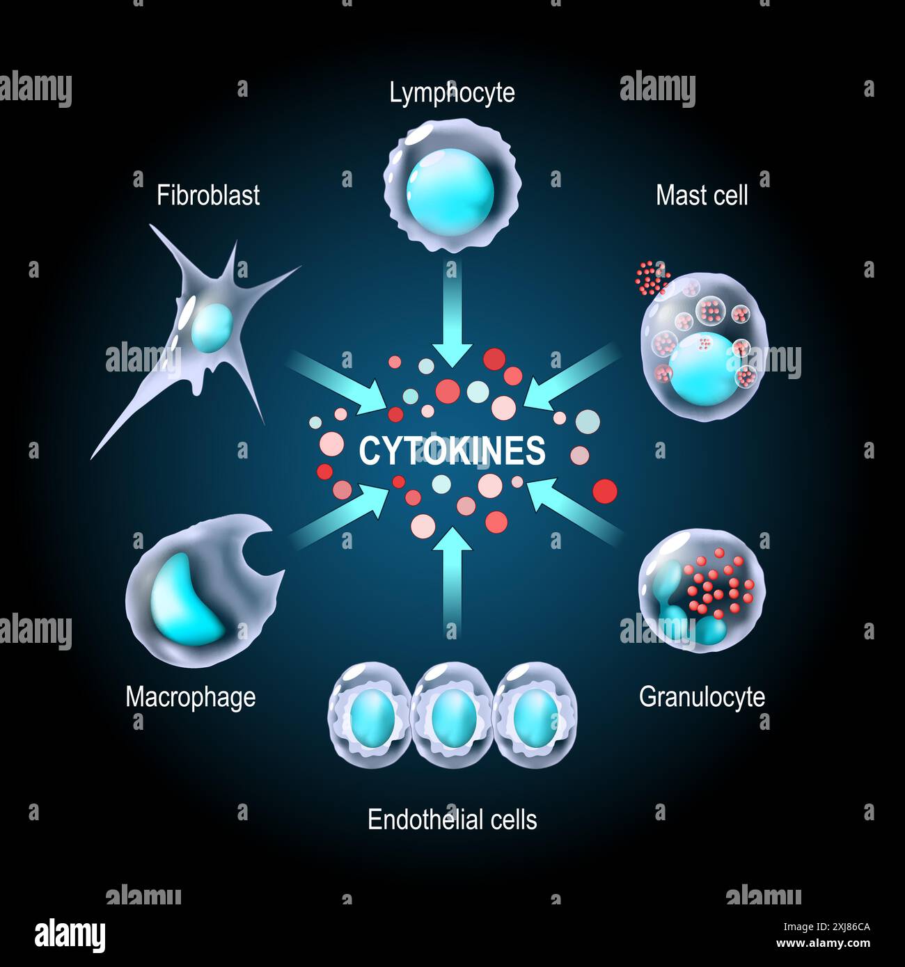 Zytokine. Proteine für die Zellsignalisierung. Zytokine werden von Makrophagen, Lymphozyten, Mastzellen, Endothelzellen und Fibroblasten produziert. Zytokinsturm. Stock Vektor