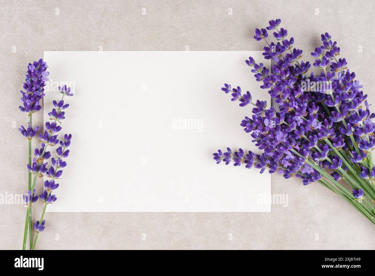 Blumenstrauß blühender Lavendelblüten auf weißer Conrete-Gipsfläche mit rechteckigem leerem Blatt Papier mit Kopierraum, Draufsicht, Nahaufnahme. Flora Stockfoto
