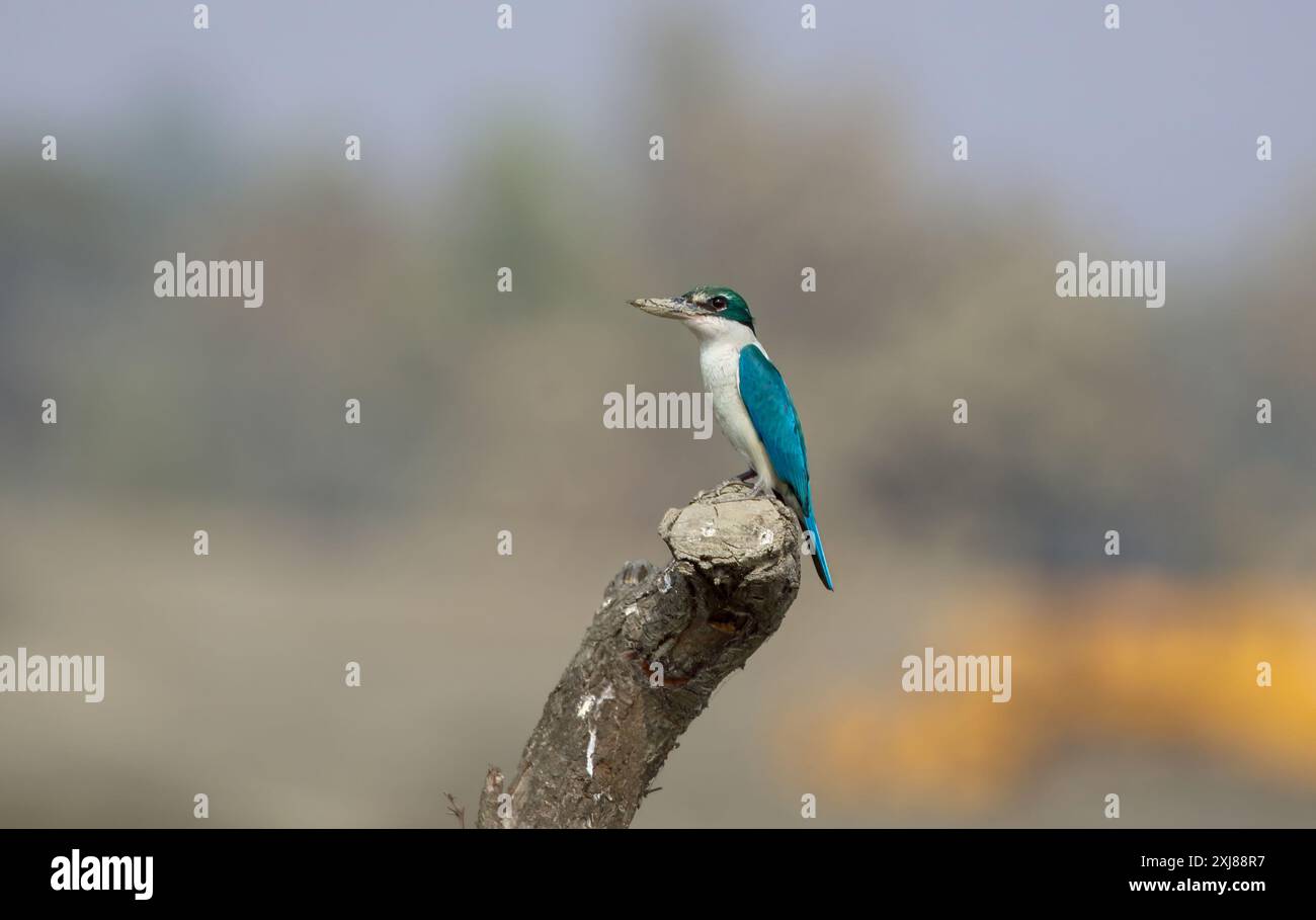 Eisvogel mit Kragen, der auf einem Baumzweig thront. Dieses Foto wurde aus Bangladesch gemacht. Stockfoto