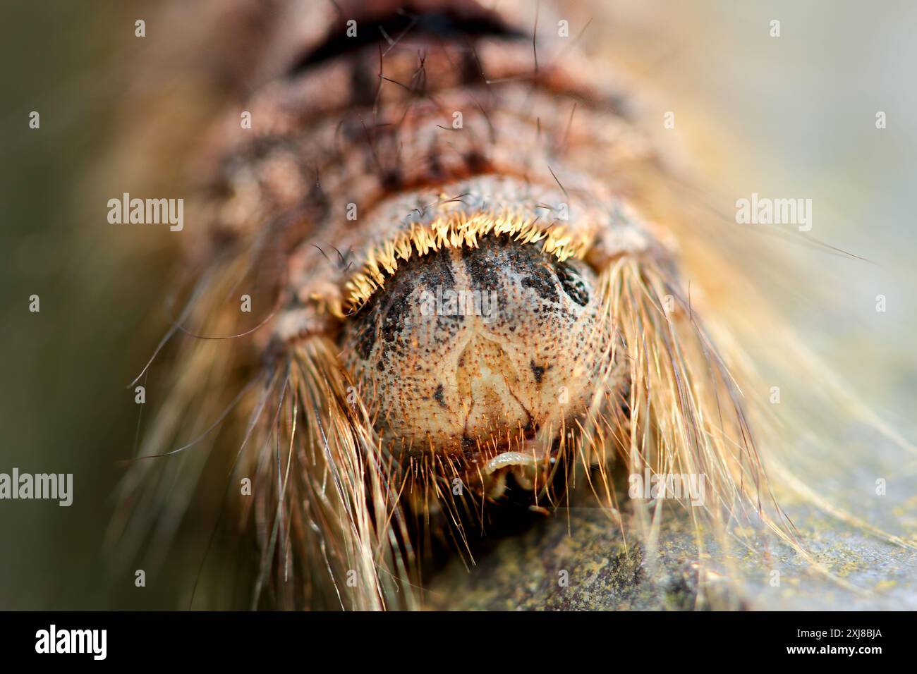 Nahaufnahme einer haarigen Lebeda Nobilis raupe mit markanten roten und schwarzen Markierungen auf ihrem grau-braunen Körper. Gefangen genommen in Wulai, Taiwan. Stockfoto