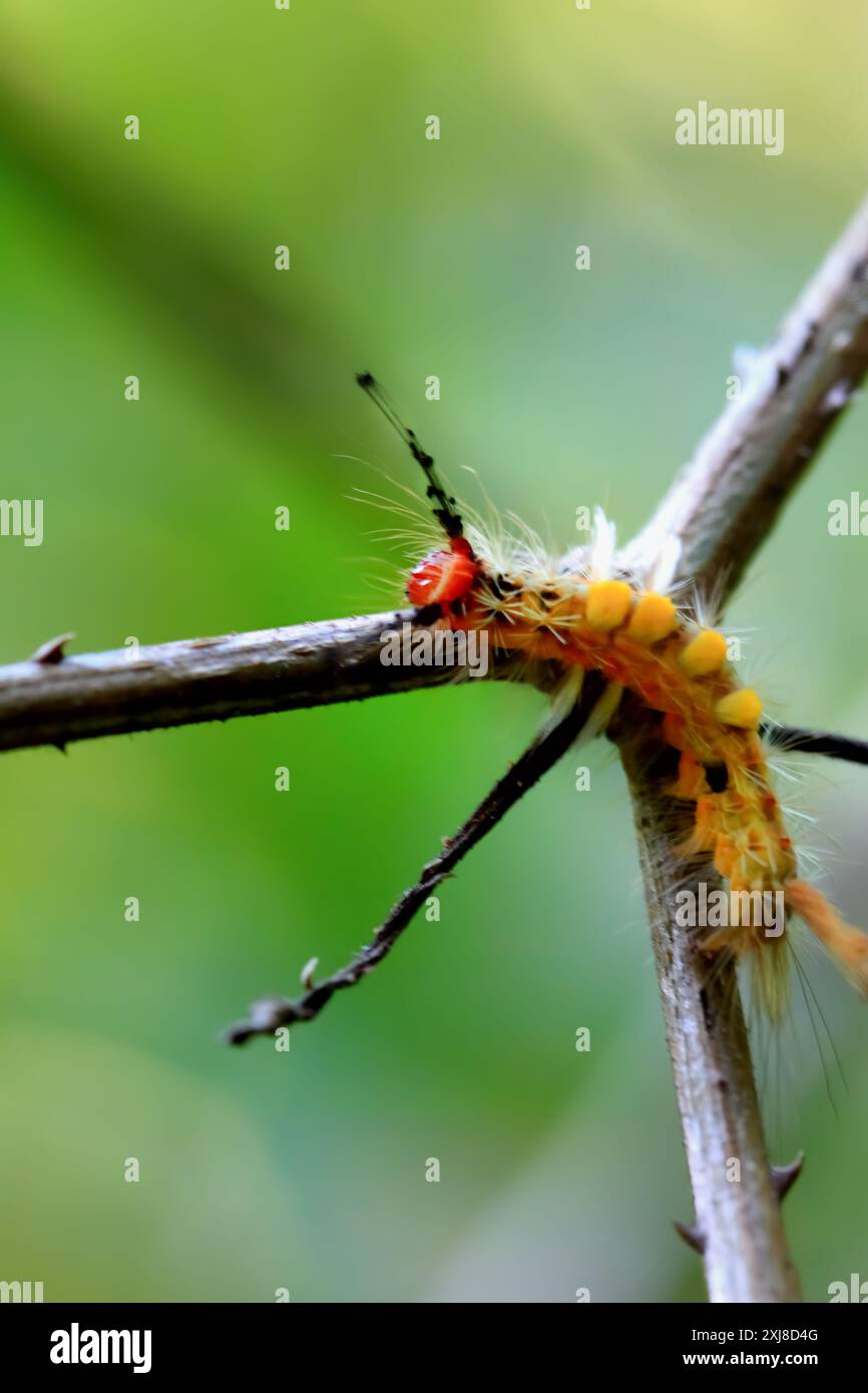 Detailansicht einer Neocifuna olivacea raupe mit orangefarbenen und schwarzen Borsten. Fangen Sie die einzigartigen Insektenmuster in Wulai, New Taipei City, ein. Stockfoto