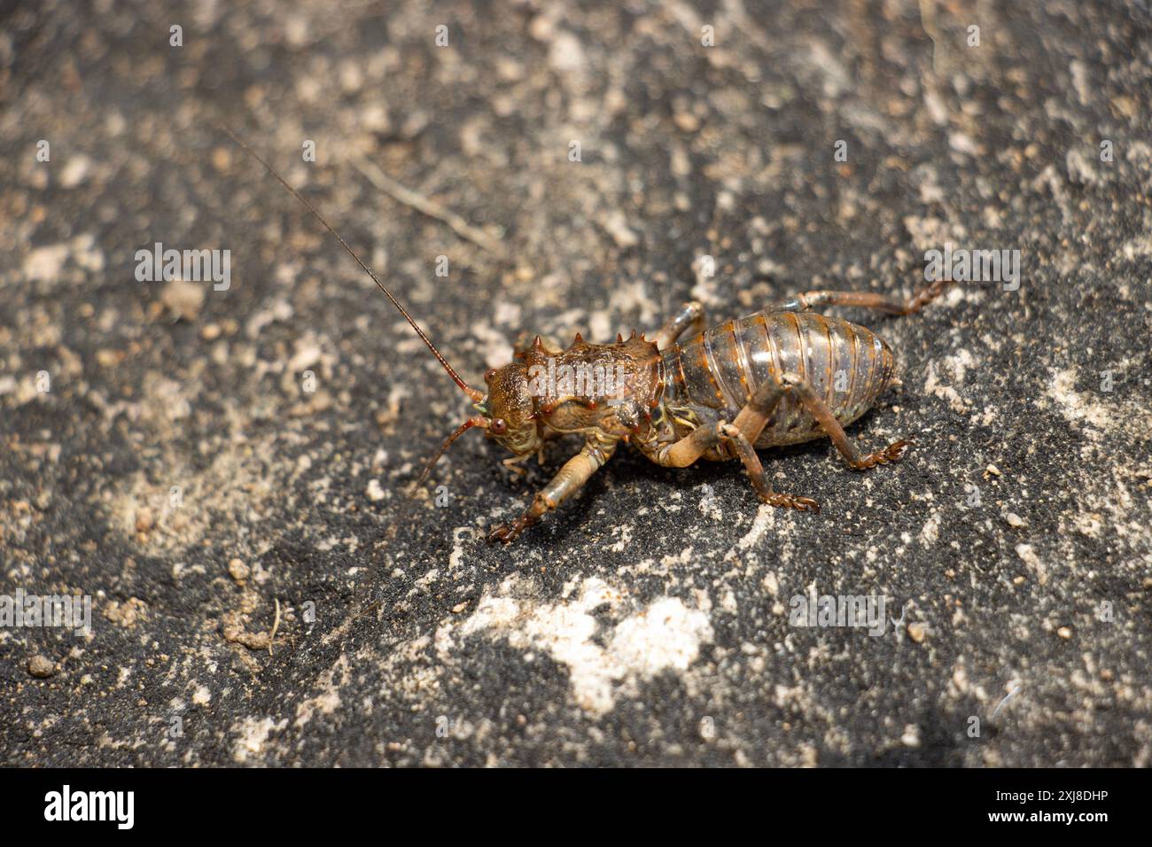 In der Regenzeit gibt es eine große Anzahl von gepanzerten Ground Grillen. In einigen Jahren können sie fast alles, was ihnen im Weg steht, schwärmen und essen. Stockfoto