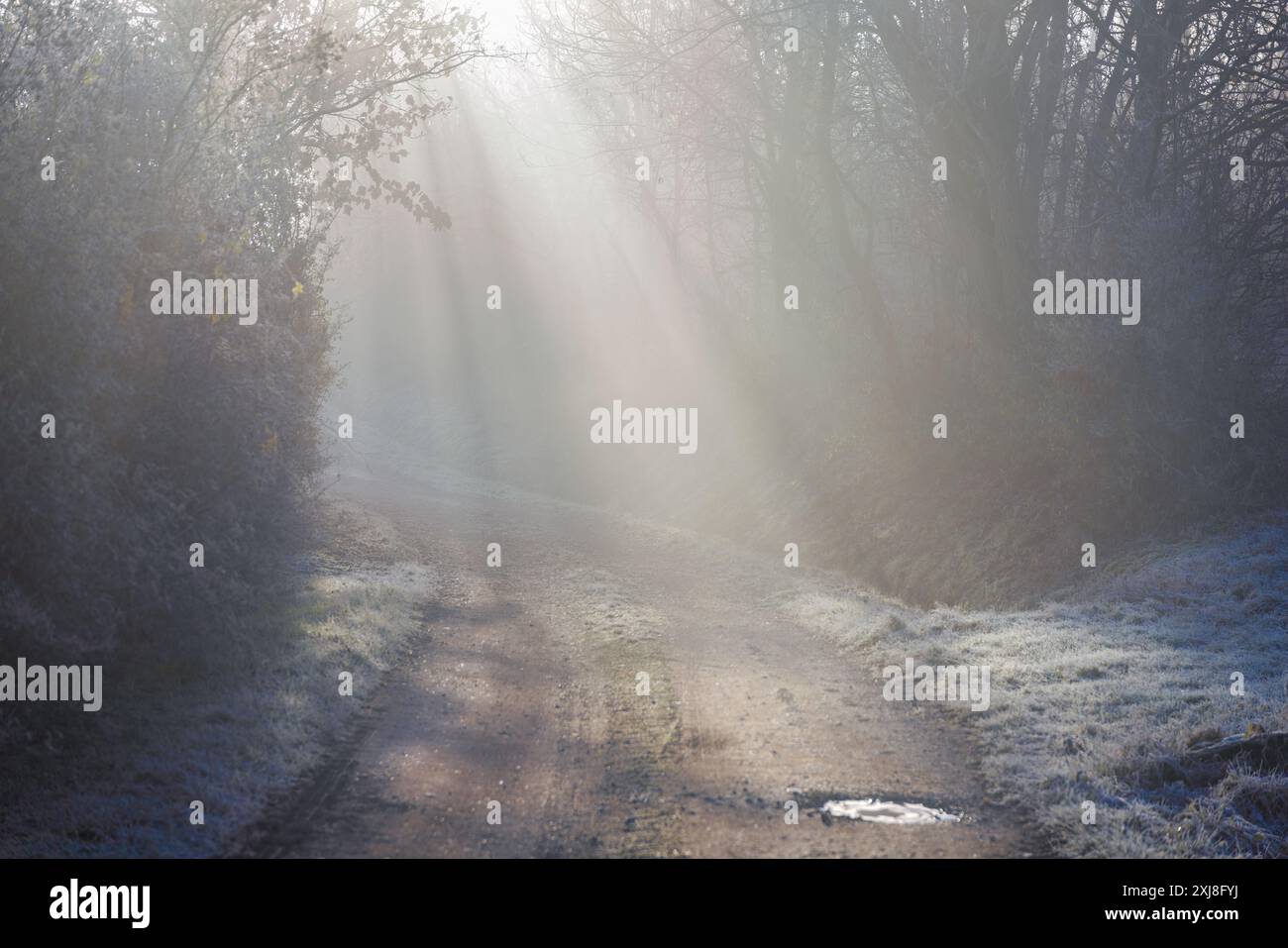 Einsamer Weg durch Büsche mit starkem Nebel und Sonnenstrahlen Stockfoto