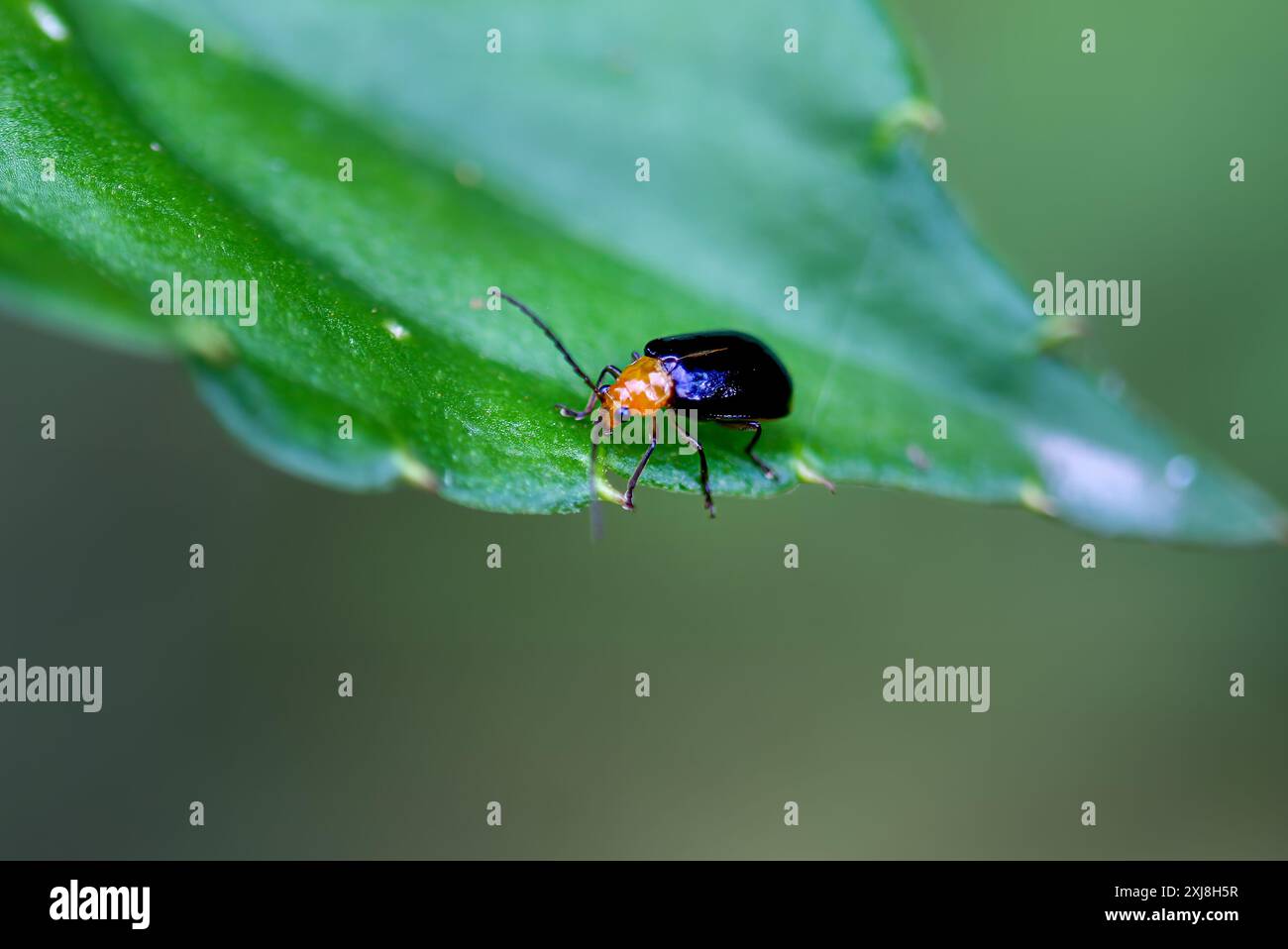 Eine detaillierte Aufnahme eines Aulacophora nigripennis-Käfers mit markanten orangen Beinen auf einem üppig grünen Blatt. Perfekt für Naturstudien in Wulai, Taiwan. Stockfoto