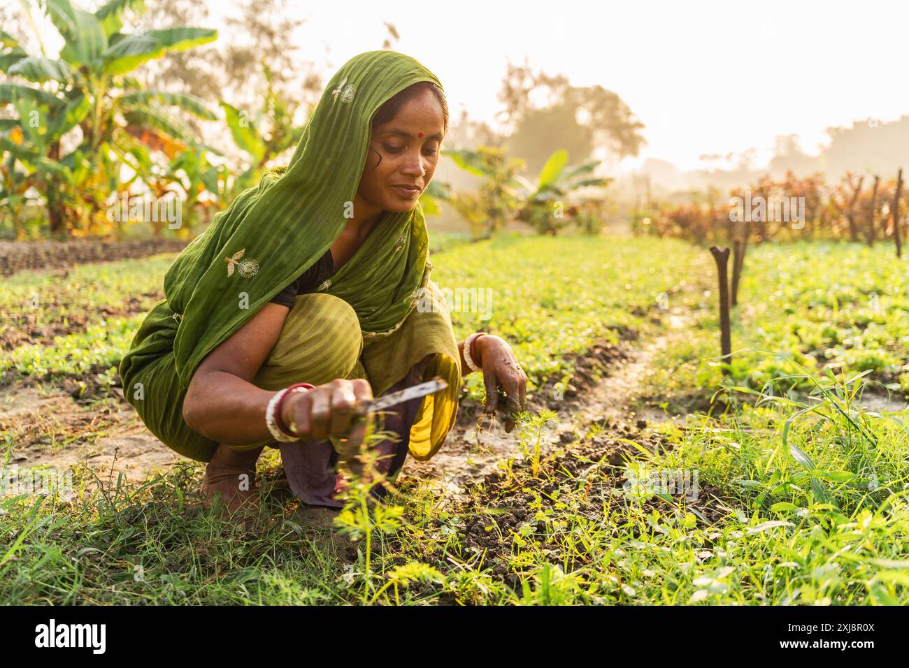 westbengalen - Indien - 20. November 2023: Eine Landwirtin in traditioneller indischer Sari-Kleidung arbeitet in ihrem Gemüsegarten auf dem Land sm Stockfoto