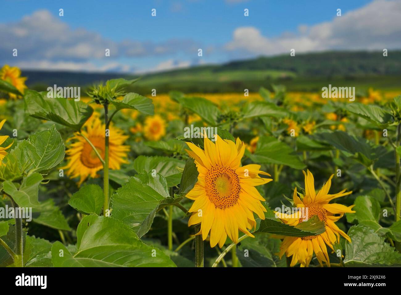 Oberirsen Themenfoto: Natur, Pflanze, Blume, Sonnenblume, Sommer, Deutschland, 16.07.2024 ein grosses Feld voller gelber Sonnenblumen Themenfoto: Natur, Pflanze, Blume, Sonnenblume, Sommer, Deutschland, 16.07.2024 *** Oberirsen Thema Foto Natur, Pflanze, Blume, Sonnenblume, Sommer, Deutschland, 16 07 2024 Ein großes Feld voller gelber Sonnenblumen Thema Foto Natur, Pflanze, Blume, Sonnenblume, Sommer, Deutschland, 16 07 2024 Copyright: xAugstx/xEibner-Pressefotox EP jat Stockfoto