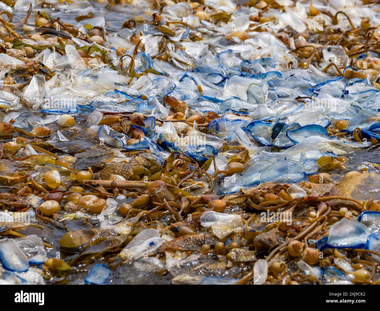 Die Seefahrer Velella velella, die zu Hunderten auf der Meeresoberfläche vor Newport Beach, Kalifornien, USA, N, schweben Stockfoto