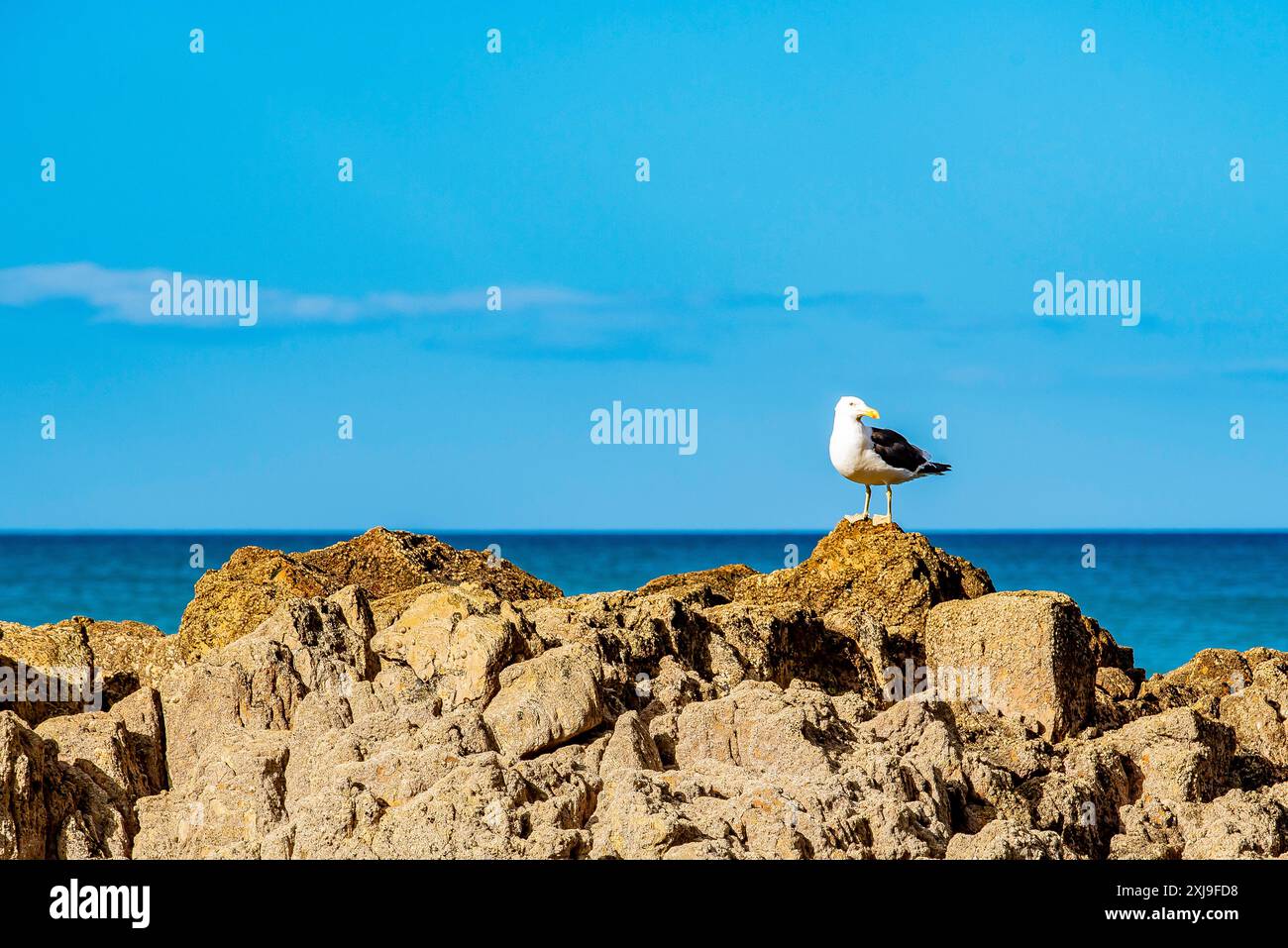 Eine Südliche Schwarzmöwe oder Larus Domincanus ist einer der einzigen einheimischen Vögel, die nicht gesetzlich geschützt sind und die häufigste einheimische Möwe in Neuseeland Stockfoto