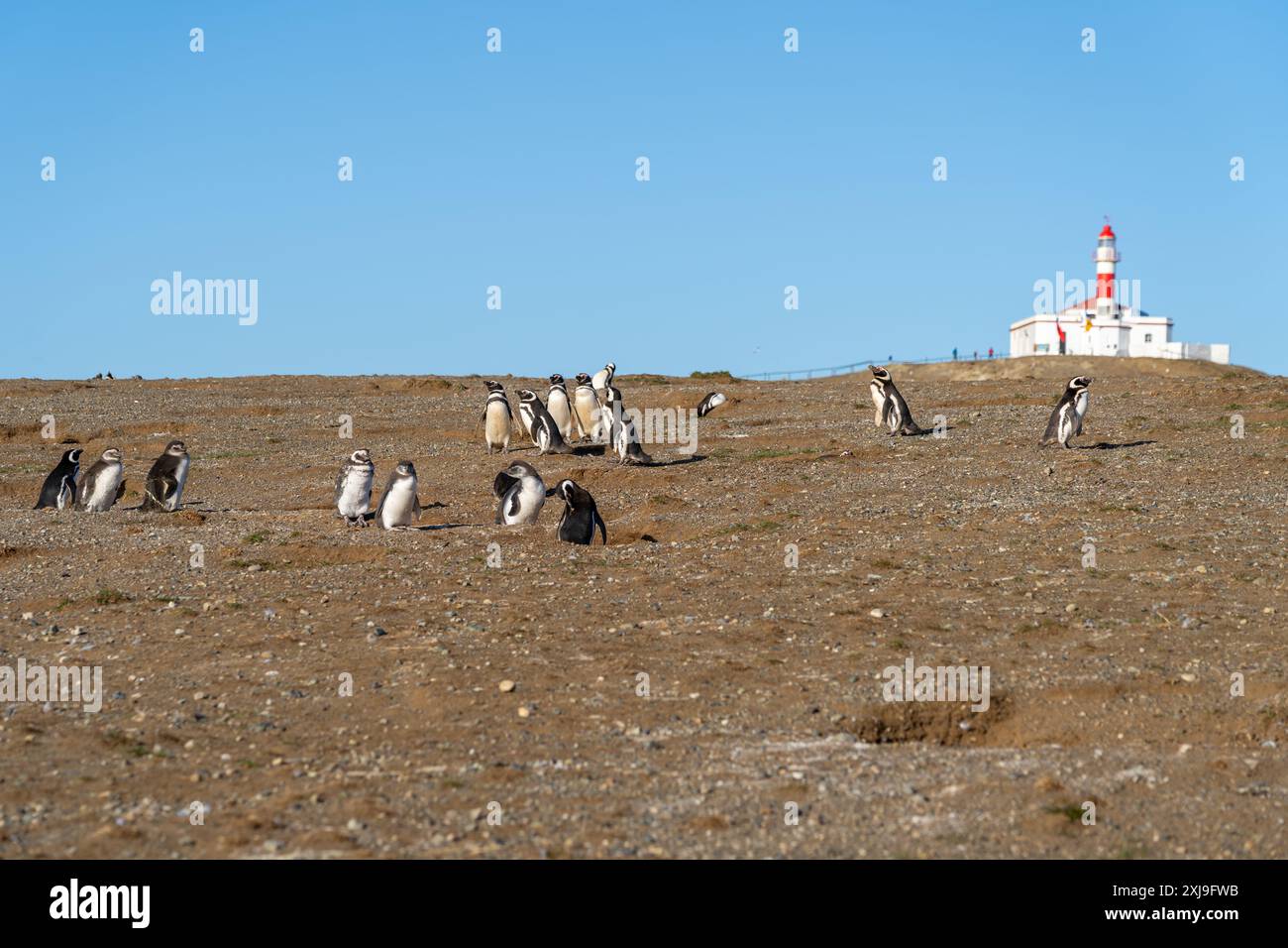 Magellansche Pinguine mit dem berühmten Leuchtturm im Hintergrund auf Magdalena Island, Punta Arenas, Chile. Stockfoto
