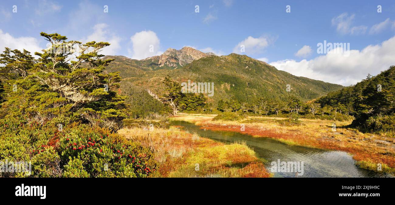Gaultheria mucronata Sträucher im Vordergrund, Ainsworth Bay, Alberto de Agostini Nationalpark, Feuerland, Patagonien, Chile, Südamerika Copyrigh Stockfoto