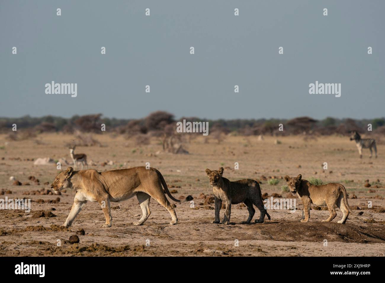 Löwin Panthera leo und Jungtiere, Nxai Pan Nationalpark, Botswana, Afrika Copyright: SergioxPitamitz 741-6563 Stockfoto
