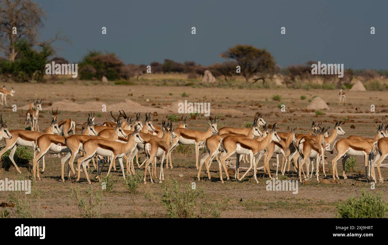 Alerted springboks Antidorcas marsupialis, Nxai Pan National Park, Botswana, Afrika Copyright: SergioxPitamitz 741-6564 Stockfoto