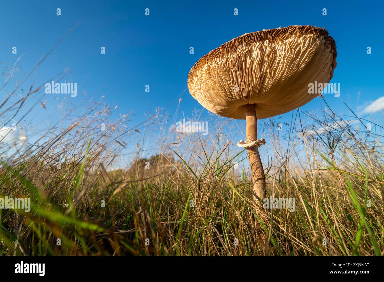 Slender Parasol Pilz Macrolepiota mastoidea wächst auf Grasland, Vereinigtes Königreich, Europa Copyright: RobertxCanis 1200-683 Stockfoto