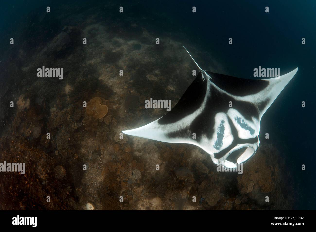 Ein riesiger ozeanischer Mantarochen Manta birostris mit wunderschönen, eindeutigen Markierungen, Blick von oben, Dampier Strait, Raja Ampat, West Papua, Indonesien, Südosten Stockfoto