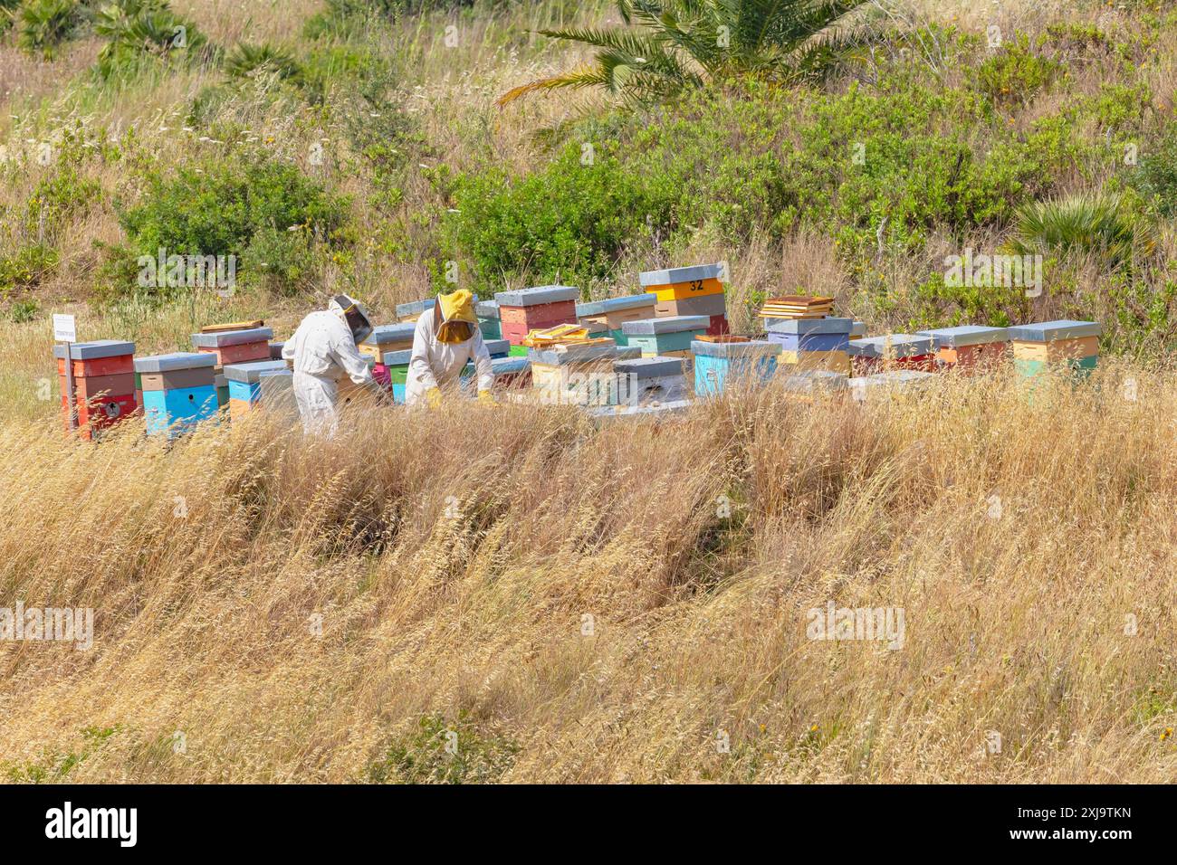 Arbeiter, die Honig aus Bienenstöcken sammeln, Selinunte Archäologischer Park, Selinunte, Bezirk Trapani, Sizilien, Italien, Mittelmeer, Europa Urheberrecht: Ma Stockfoto