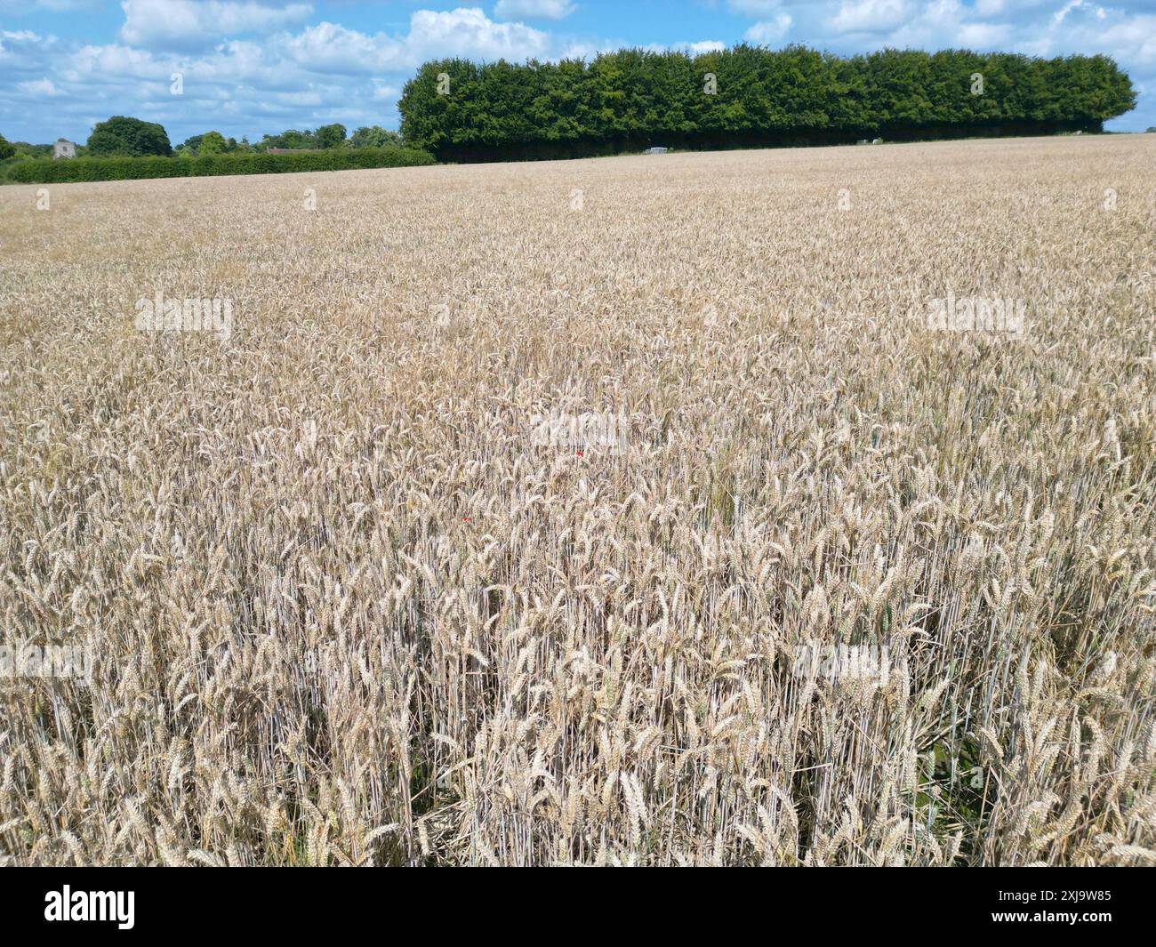 Reifung der Gerste auf einem Feld in der Nähe des Dorfes Chart Sutton, in der Nähe von Maidstone, Kent, Großbritannien. Stockfoto