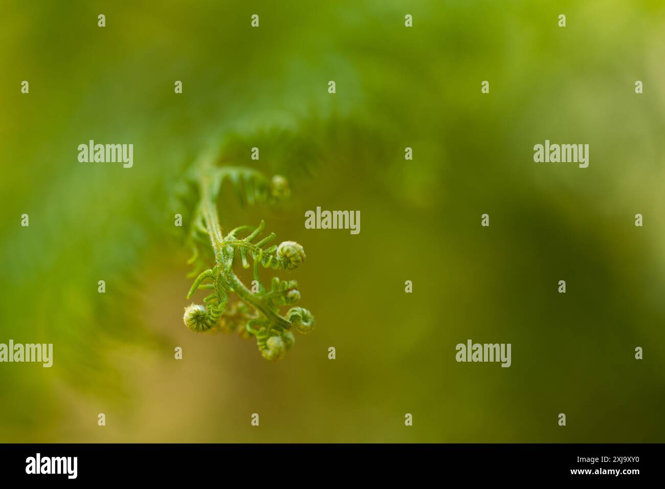 Details des Farns, der im Wald geboren wird. Selektive Fokussierung, Bereiche außerhalb des Fokus. Stockfoto
