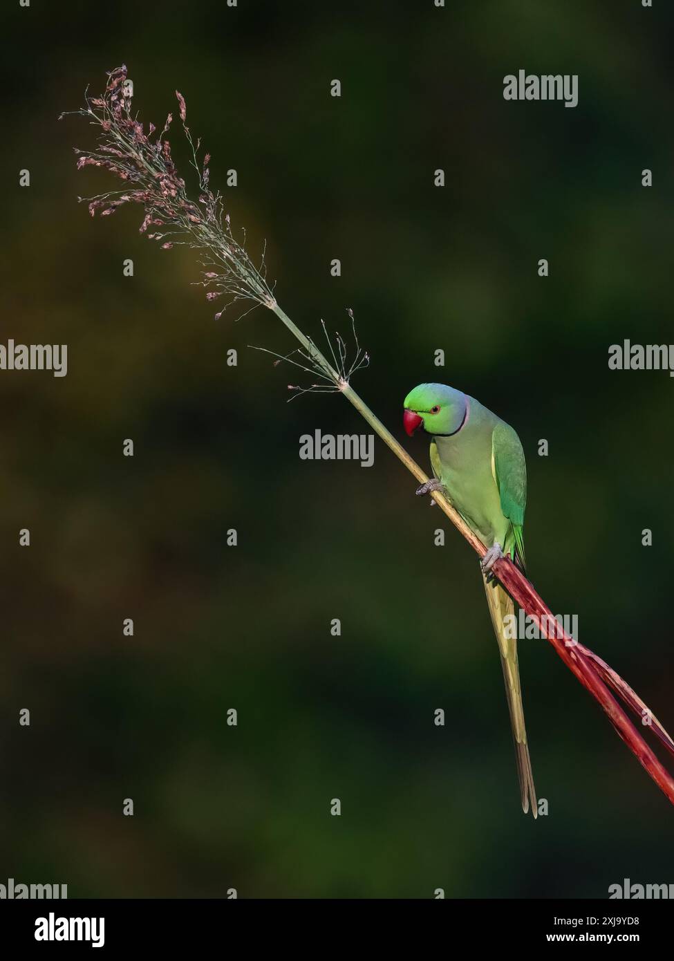 Rosenringsittich - Ein wunderschöner Vogel aus der Familie der Sittiche, der auf dem gesamten indischen Subkontinent zu finden ist. Stockfoto