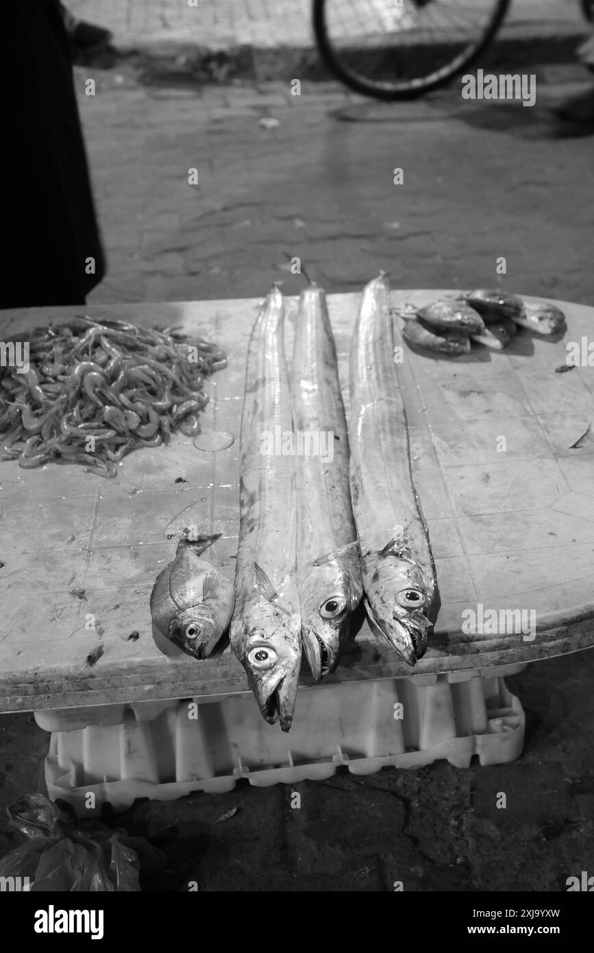 Ein lokal gefangener Fisch in Essaouira Marokko. Stockfoto