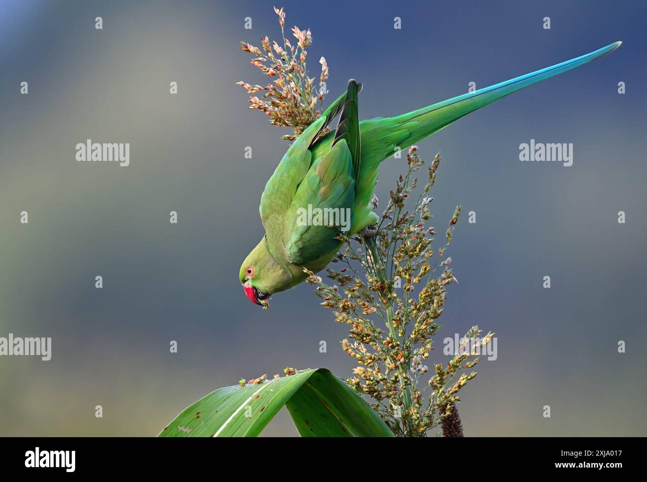 Rosenringsittich - Ein wunderschöner Vogel aus der Familie der Sittiche, der auf dem gesamten indischen Subkontinent zu finden ist. Stockfoto